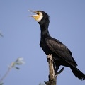 Phalacrocorax carbo  Great Cormorant  Kormoran 2 1