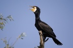 Phalacrocorax carbo  Great Cormorant  Kormoran 2 1