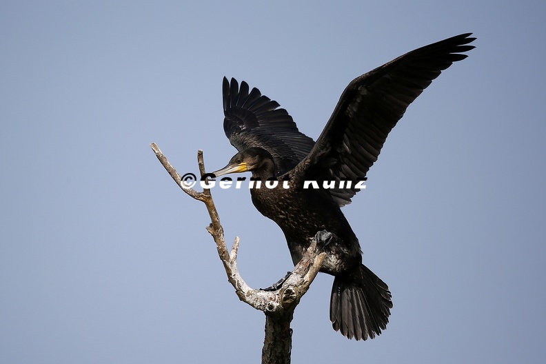 Phalacrocorax_carbo__Great_Cormorant__Kormoran_3_2.jpg