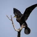 Phalacrocorax carbo  Great Cormorant  Kormoran 3 2