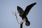 Phalacrocorax carbo  Great Cormorant  Kormoran 3 2