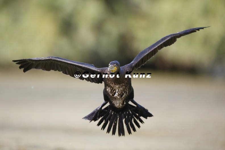Phalacrocorax_carbo__Great_Cormorant__Kormoran_4_2.jpg