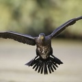 Phalacrocorax carbo  Great Cormorant  Kormoran 4 2