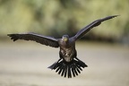 Phalacrocorax carbo  Great Cormorant  Kormoran 4 2