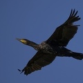 Phalacrocorax carbo  Great Cormorant  Kormoran 5 2
