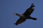 Phalacrocorax carbo  Great Cormorant  Kormoran 5 2