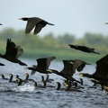 Phalacrocorax carbo  Great Cormorant  Kormoran 6 2