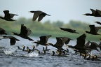 Phalacrocorax carbo  Great Cormorant  Kormoran 6 2