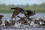 Phalacrocorax carbo  Great Cormorant  Kormoran 7 2