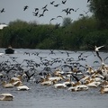 Phalacrocorax carbo  Great Cormorant  Kormoran   amp  Pelicanus onocrotalus  Great White Pelican  Rosapelikan 3 2