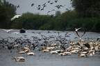 Phalacrocorax carbo  Great Cormorant  Kormoran   amp  Pelicanus onocrotalus  Great White Pelican  Rosapelikan 3 2