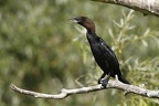 Phalacrocorax pygmeus  Pygmy Cormorant  Zwergscharbe 3 2