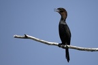 Phalacrocorax pygmeus  Pygmy Cormorant  Zwergscharbe 5 2 001