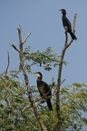 Phalacrocorax pygmeus  Pygmy Cormorant  Zwergscharbe   amp  Phalacrocorax carbo  Great Cormorant  Kormoran 4 2