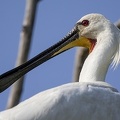 Platalea leucorodia  Eurasian Spoonbill  L  ffler 1 2