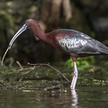 Plegadis falcinellus  Brauner Sichler 4 4
