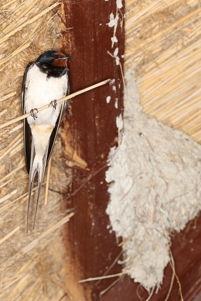 Rauchschwalbe 1 2