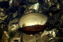 Anodonta anatina  Gemeine Teichmuschel   amp  Theodoxus danubialis  Donau Kahnschnecke 7 2
