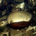 Anodonta anatina  Gemeine Teichmuschel   amp  Theodoxus danubialis  Donau Kahnschnecke 7 2