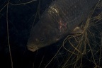 Cyprinus carpio  Karpfen  im Netz 7 2