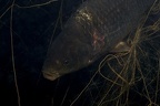 Cyprinus carpio  Karpfen  im Netz 7 2