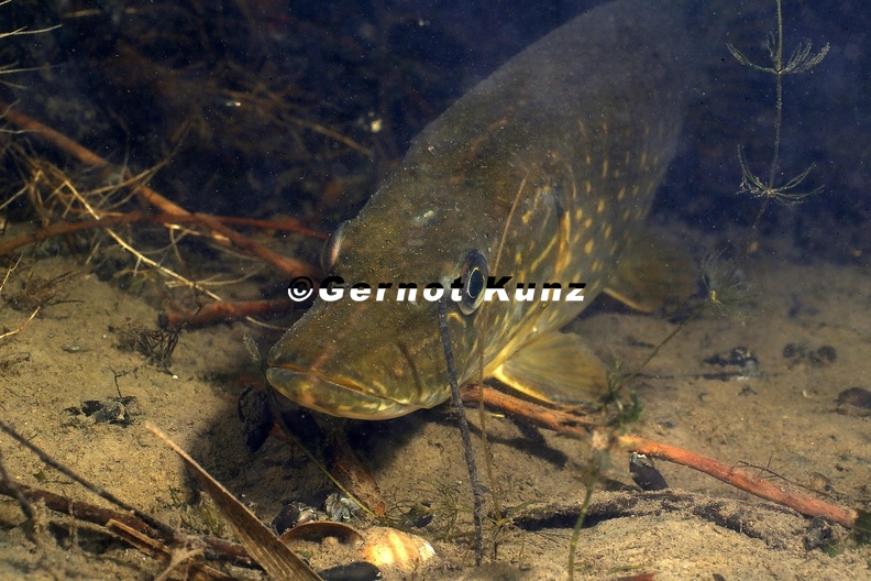 Esox_lucius__Hecht_1_2.jpg