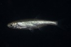 Leucaspius delineatus  Moderlieschen 5 2