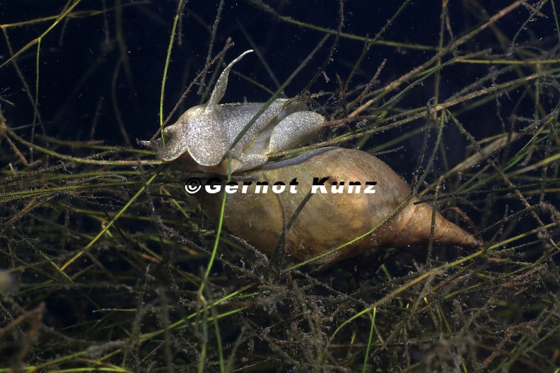Lymnaea_stagnalis__Spitzschlammschnecke_7_2.jpg