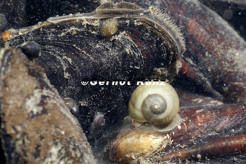 Mollusca_diverse_9_2.jpg