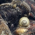 Mollusca diverse 9 2