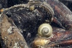 Mollusca diverse 9 2