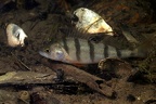 Perca fluviatilis  Flussbarsch 3 2