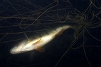 Perca fluviatilis  Flussbarsch  im Netz6 2