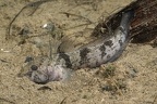 Pterorhinus marmoratus  Marmorierte Grundel 5 2