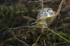 Radix auricularia  Ohrschlammschnecke 9 2