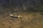 Salmonidae indet  5 2