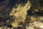 Spongillidae  S    wasserschwamm 1 2