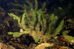 Spongillidae  S    wasserschwamm 2 2