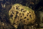 Spongillidae  S    wasserschwamm 3 2