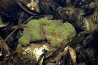 Spongillidae  S    wasserschwamm 6 2