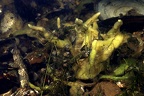Spongillidae  S    wasserschwamm 8 2