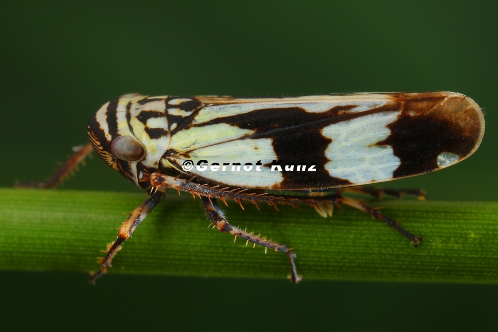 Aglena ornata 1 2