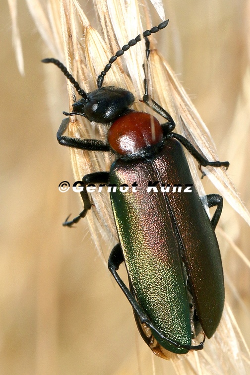 Alosimus syriacus austriacus 1 2