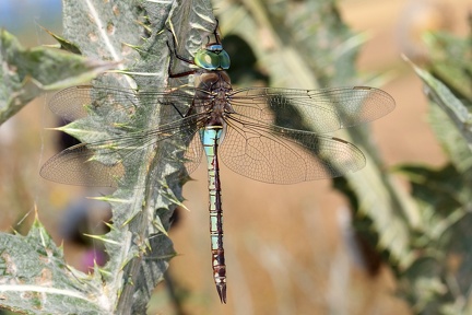 Anax parthenope  Kleine K  nigslibelle 9 2