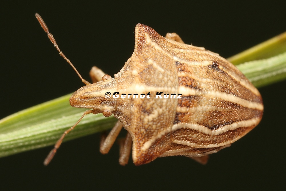 Ancyrosoma leucogrammes 9 2