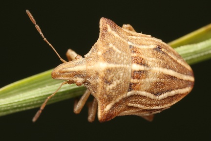 Ancyrosoma leucogrammes 9 2