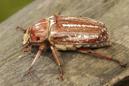 Anoxia orientalis 1 2