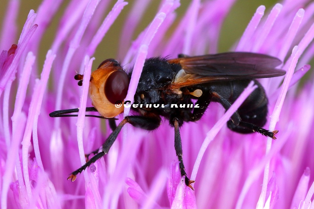 Conopidae  Blasenkopffliegen 1 2