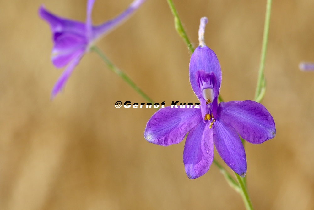 Consolida regalis  Gew  hnlicher Feldrittersporn 3 2