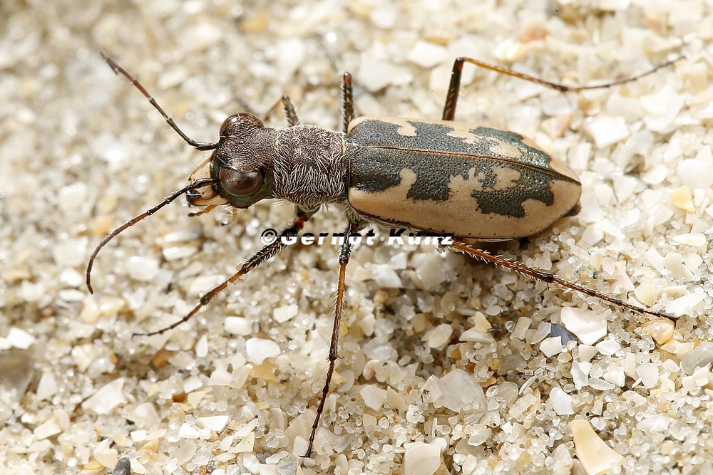 Cylindera arenaria viennensis  Wiener Sandlaufk  fer 1 2